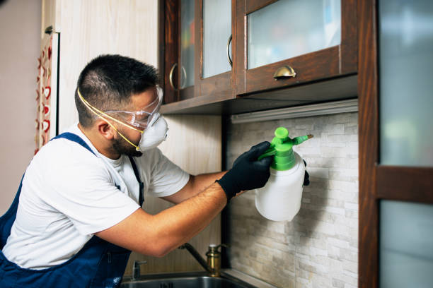 Flea Control Services in Santa Barbara, CA