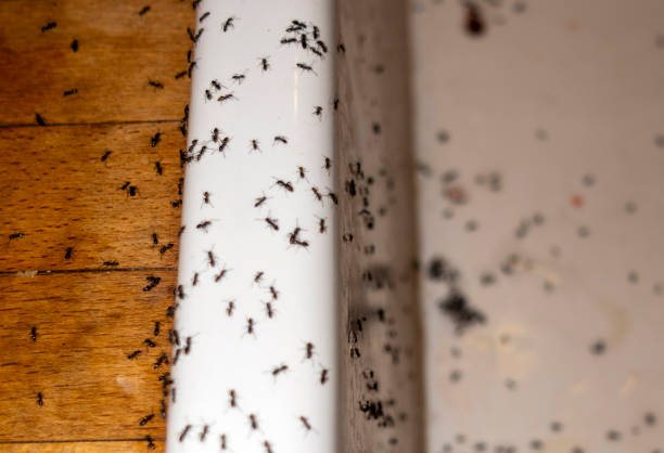 Best Pest Control Near Me  in Santa Barbara, CA