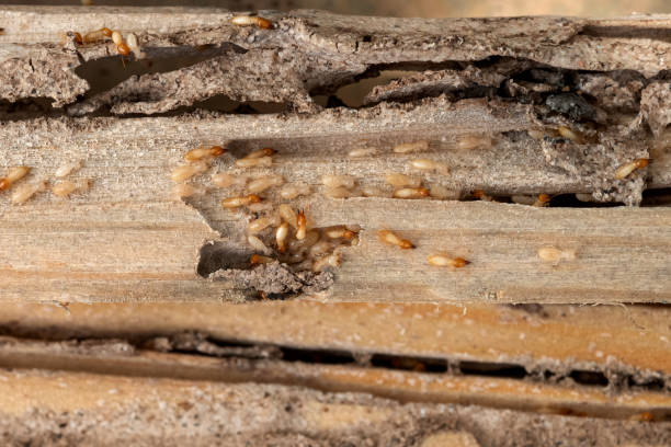 Best Wildlife Control Services  in Santa Barbara, CA