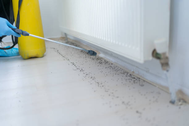 Best Local Pest Control Services  in Santa Barbara, CA